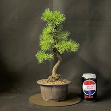 pine tree for sale pine tree for sale WORTHING