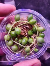 String pearls senecio for sale  Callahan