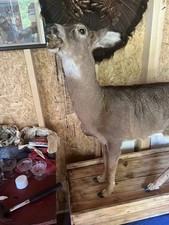 Mounted doe deer for sale  Fancy Gap
