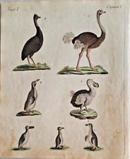 Dodo strauß pinguin gebraucht kaufen  Bretten