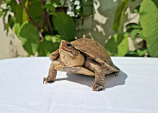 Cabiné De Curiosité  Tortue Naturalisée Taxidermie Objet De Vitrine Curiosa comprar usado  Enviando para Brazil