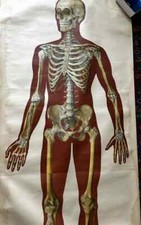 Vintage german anatomy d'occasion  Huelgoat