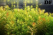 Pianta piante per usato  Roma