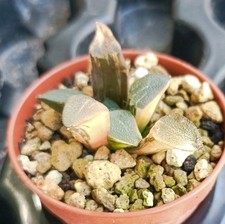 Haworthia correcta variegated usato  Porto Cesareo