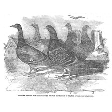 Carrier pigeons used for sale  GLASGOW