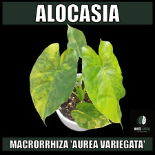 Alocasia macrorrhiza aurea gebraucht kaufen  Suhl
