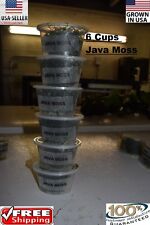 Cups java moss for sale  Opa Locka