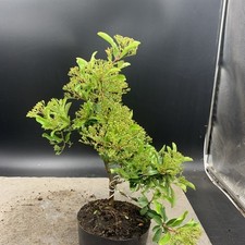 Firethorn pyracantha bonsai for sale  HULL
