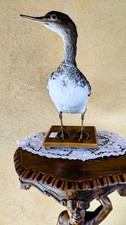 Trofeo caccia esemplare usato  Orsago