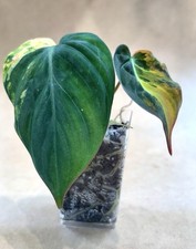 philodendron for sale philodendron for sale Georgetown