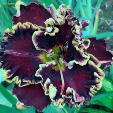 Daylily hemerocallis single for sale  USA