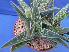Aloe variegata large for sale  Tucson