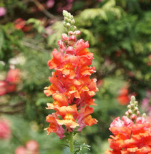 Snapdragon orange wonder for sale  Sevierville