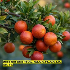 Moro blood orange for sale  Fort Mill
