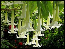 Brugmansia pride hanover d'occasion  Villemandeur