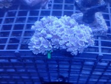 Pulsating xenia coral for sale  Jasper