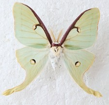 Actias luna male for sale  SLEAFORD