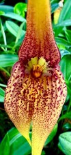 Masdevallia species macrura usato  Spedire a Italy