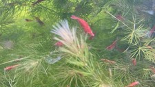 red shrimp cherry for sale red shrimp cherry for sale Horn Lake