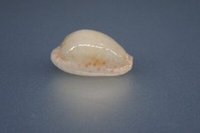 Sea shells cypraea d'occasion  Bram