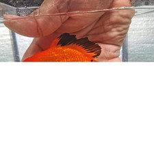 Xxl apache orchidtail for sale  Fort Lauderdale