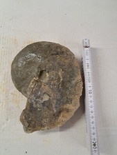 Ammonit groß fossilien gebraucht kaufen  Berg b.Neumarkt i.d.OPf.
