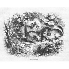 Chinchillas antique print d'occasion  Expédié en Belgium