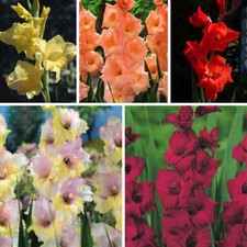 Large flowering gladioli for sale  HOLT