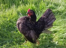 Pure serama hatching for sale  Atwater