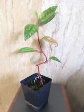 Impatiens hians pflanze gebraucht kaufen  Stadthagen