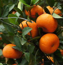 Citrus reticulata marzaiolo usato  Napoli