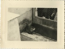 Photo ancienne vintage d'occasion  Paris XI