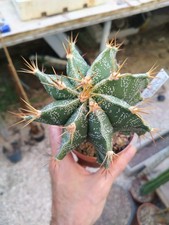 Astrophytum ornatum myriostigm usato  Civitanova Marche