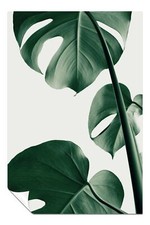 Green monstera plant for sale  LONDON