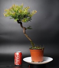 Yew bonsai tree for sale  UK