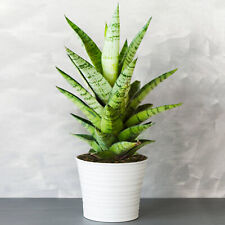 Sansevieria tough lady for sale  UK