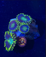 Blueberry fields morph for sale  HATFIELD