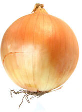 Onion ailsa craig for sale  SALISBURY