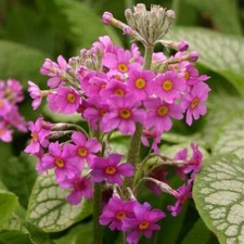 Primula beesiana perennial for sale  SALTASH