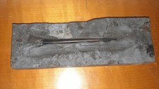 Belemnit schiefer fossilien gebraucht kaufen  Essen