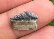 Fossiler haizahn notorynchus gebraucht kaufen  Stromberg