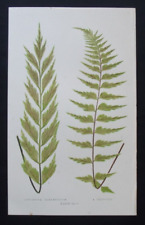 Antique botanical print for sale  HAYLING ISLAND