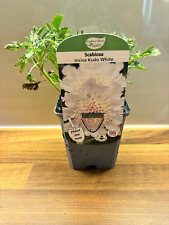 Scabious kudo white for sale  NOTTINGHAM