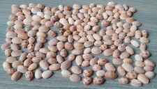 Ciprea lotto 200 usato  Oristano