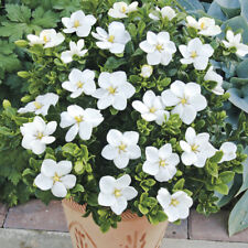 Hardy gardenia kleim for sale  PETERBOROUGH