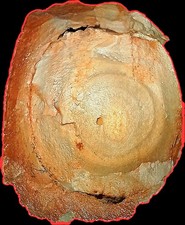 Dinosaur egg still for sale  Payson
