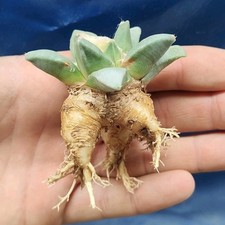 Ariocarpus retusus lrm209 usato  Tramonti