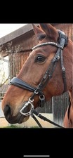 Schwedische trense warmblut gebraucht kaufen  Ludwigsburg