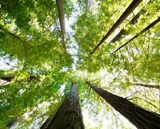 Print canvas redwood for sale  Topsham