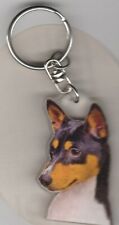 Basenji chien porte d'occasion  Concarneau